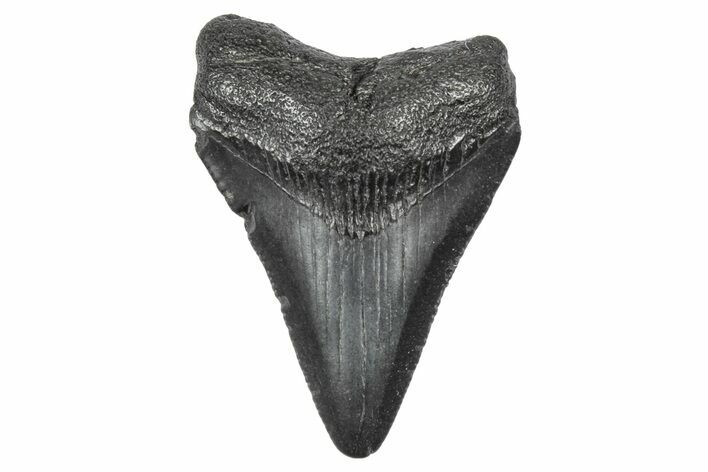 Serrated, Juvenile Megalodon Tooth - South Carolina #340508